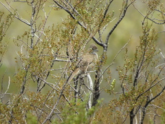 Pseudoseisura gutturalis