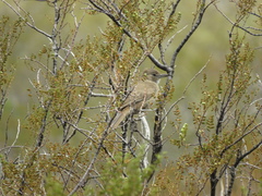 Pseudoseisura gutturalis