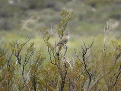 Pseudoseisura gutturalis