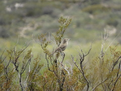 Pseudoseisura gutturalis