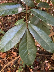 Tetragastris balsamifera