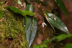 Pleurothallis eumecocaulon