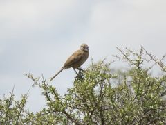 Pseudoseisura gutturalis