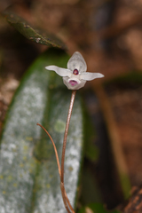 Pleurothallis eumecocaulon