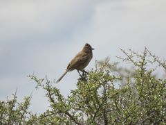 Pseudoseisura gutturalis