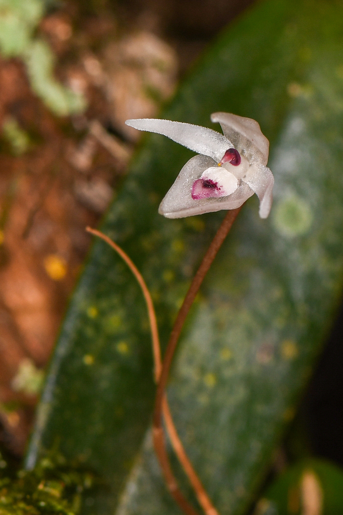 Pleurothallis eumecocaulon