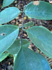 Rourea surinamensis
