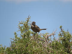Pseudoseisura gutturalis