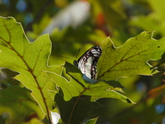 Adelpha paroeca paroeca