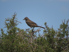 Pseudoseisura gutturalis