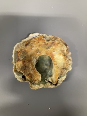 Pododesmus macrochisma