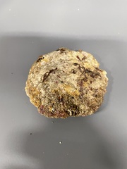 Pododesmus macrochisma