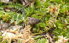 Sphaleroptera orientana