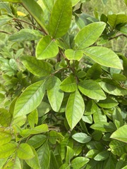 Searsia pyroides integrifolia