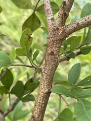 Searsia pyroides integrifolia