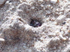 Cicindela scutellaris scutellaris