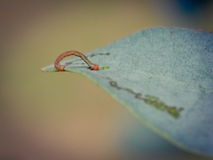 Prasinocyma semicrocea