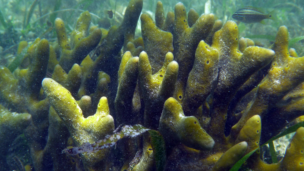 Sprawling Sponge