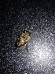Apis mellifera