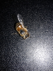 Apis mellifera