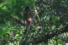 Macaca mulatta
