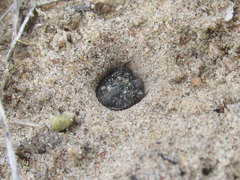 Cicindela scutellaris scutellaris