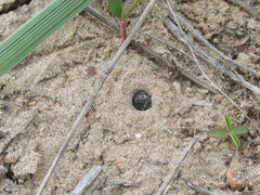 Cicindela scutellaris scutellaris