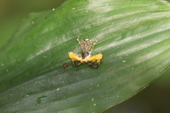 Phrynarachne ceylonica