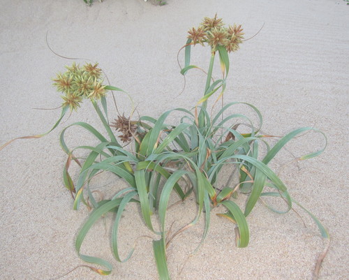 Cyperus crassipes Vahl