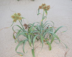 Cyperus crassipes