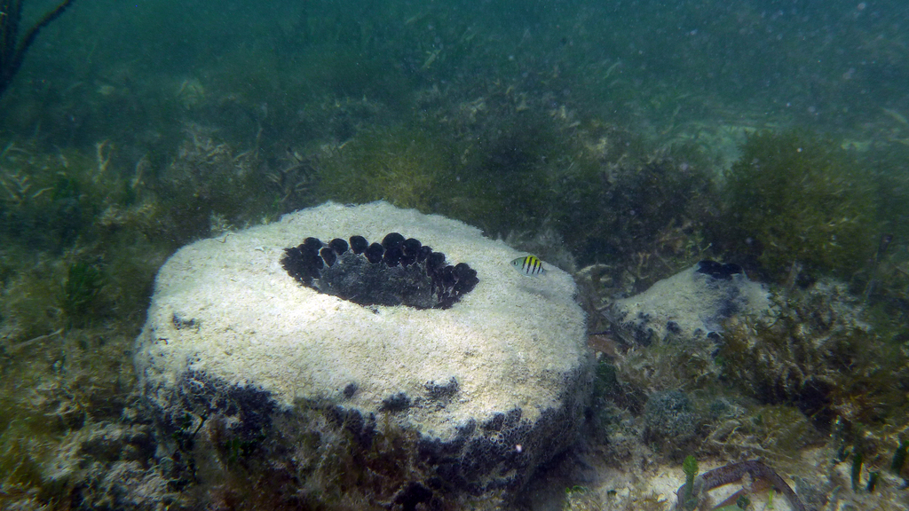Loggerhead Sponge