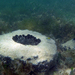 Loggerhead Sponge - Photo (c) Tom Kennedy, some rights reserved (CC BY-NC), uploaded by Tom Kennedy