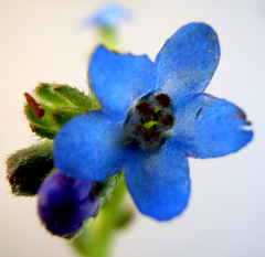 Anchusa capensis