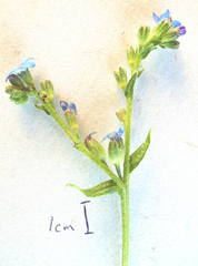 Anchusa capensis