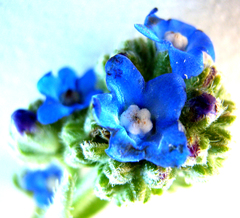 Anchusa capensis