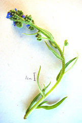 Anchusa capensis