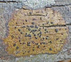 Bathelium carolinianum