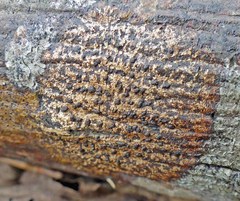 Bathelium carolinianum