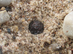 Cicindela scutellaris lecontei