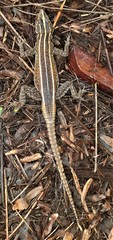Platysaurus intermedius