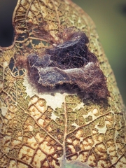 Doratifera vulnerans