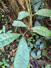 Faramea occidentalis