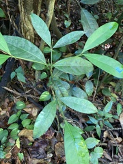 Faramea occidentalis