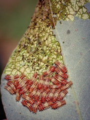 Doratifera quadriguttata