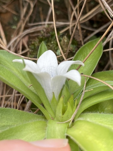 Campanulaceae image