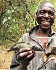 Mormyrus longirostris