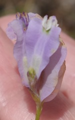 Burmannia