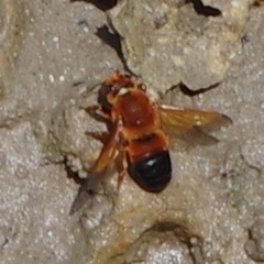 Megachile velutina