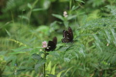Papilio castor