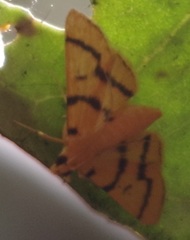 Dichocrocis